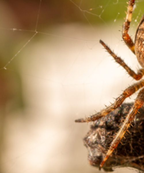 680faaf8dc9441b705b70813_spider_food