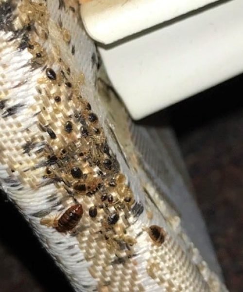 Bed-Bugs-on-furniture
