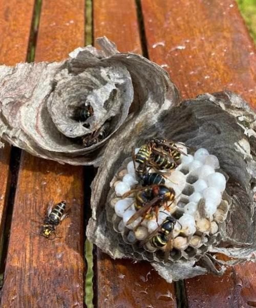 Wasp-Nest-Removal