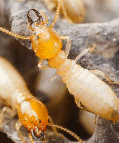 termite-control-md-dc-va-1-1024x427
